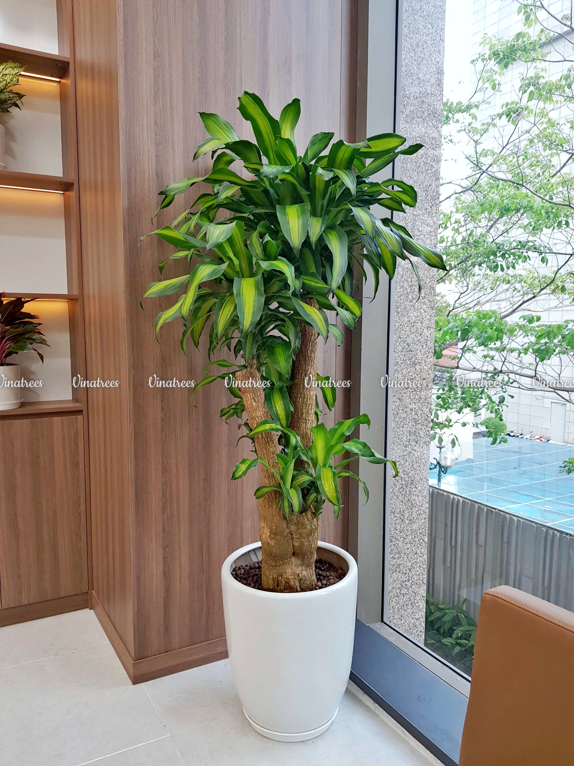 Cho thuê cây cảnh Hà Nội _Vinatrees
